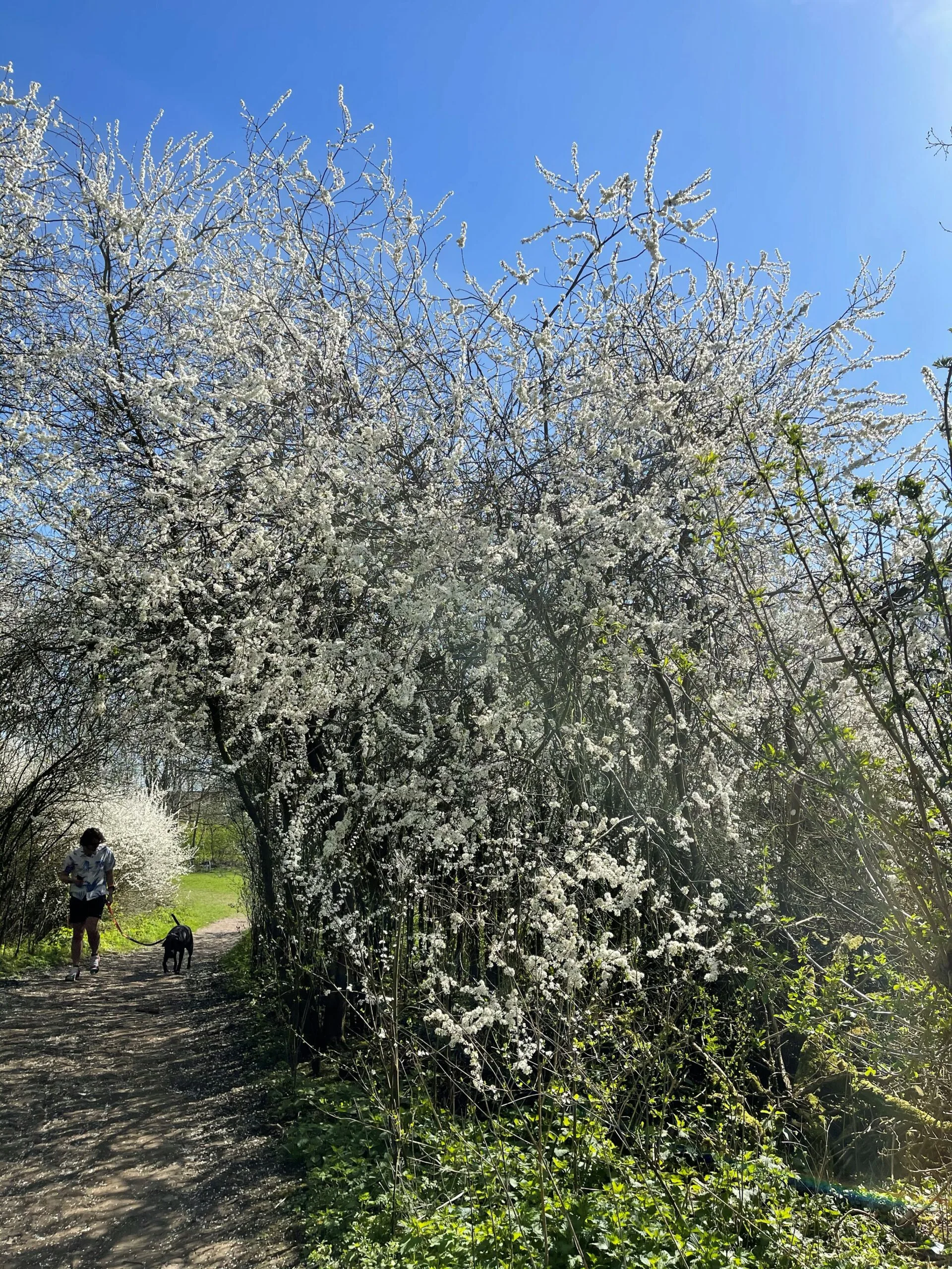 Hawthorn blossom 001