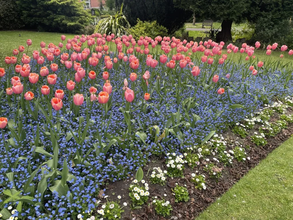 Castle gardens tulips 001